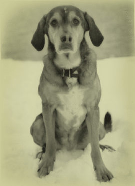 ReliquaryBkgrndDog1.gif