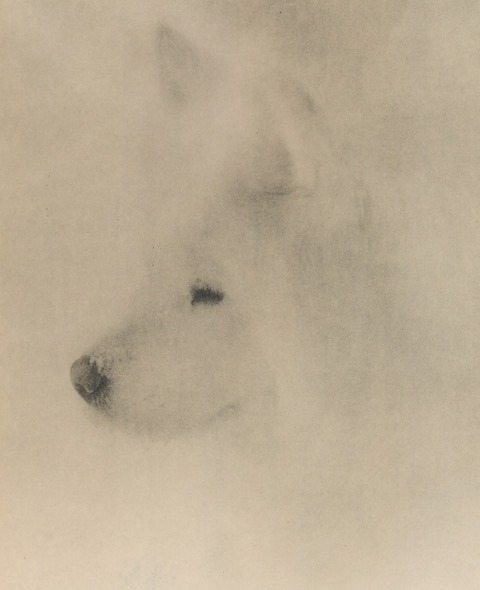 Samoyed by Mary Ludington